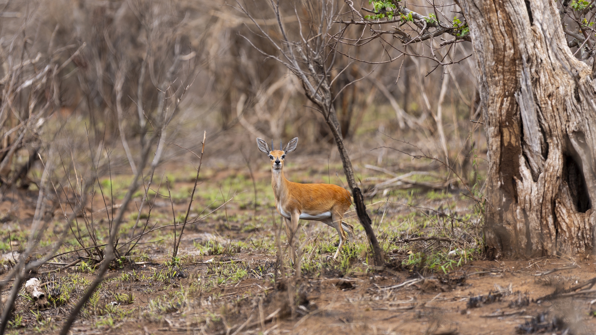 Kruger25 2025 10 31 12 25 14 ILCE 9M3 1794